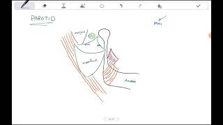 Salivary glands  Anatomy basics [upl. by Romano334]