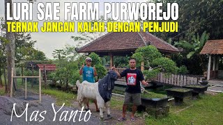 LURI SAE FARM TEKADMU TERNAK JANGAN KALAH DENGAN PENJUDI [upl. by Elleneg439]