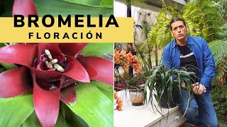 Cómo conseguir que una bromelia vuelva a florecer  Briconsulta  Jardinatis [upl. by Aneerehs349]