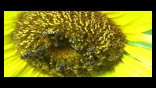 Bees Pollinating black oil sunflower [upl. by Luedtke]