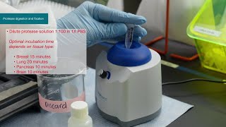 How to Invitrogen ViewRNA Tissue Fluorescence Assay Protocol [upl. by Aikrehs]