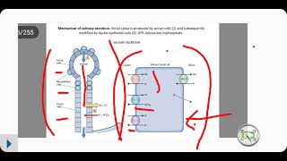 Mechanism of saliva secretion [upl. by Mehcanem]