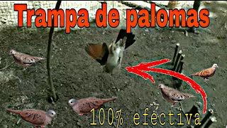 Trampa para palomas fácil de elaborar bird trap [upl. by Naols]