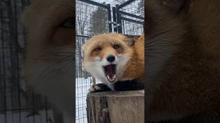 This Is The Sassiest Fox In The World l The Dodo [upl. by Lalat]