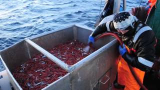 Prawn fishing in Norway [upl. by Elletnuahc478]