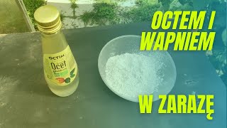 Octem i Wapniem w zarazę ziemniaczaną [upl. by Onyx]