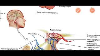 📌 LES RELATIONS HYPOTHALAMOHYPOPHYSAIRES physiologie 2 ème année médecine [upl. by Llehsor657]