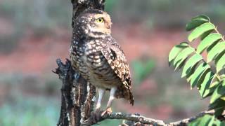 Corujaburaqueira  Burrowing Owl  Athene cunicularia [upl. by Isia]