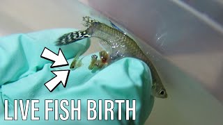 EMERGENCY Guppy Fish Birth  Live Birth [upl. by Housum]