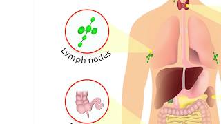 How does the immune system work What organs make up the Immune System [upl. by Annert]