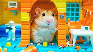 🐹 Hamster Escapes the Most Difficult Prison Maze Ever 🐹 Hamster Maze [upl. by Yevre843]