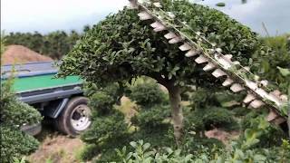 【Ilex】How to Pruning of Ilex crenata 【Japan】 [upl. by Anafetse]