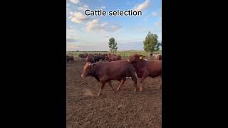 Cattle selection angus farm brahman  feedlot beefcattle farming cow  bull charolais [upl. by Doretta]