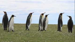 King Penguins Strutting Their Stuff [upl. by Atnauqahs389]