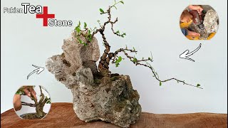 Create Inspiring Bonsai Pot Fukien Tea Bonsai [upl. by Onaivatco484]