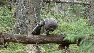 LAPPUGGLA Great Grey Owl Strix nebulosa Klipp  3011 [upl. by Abbate]