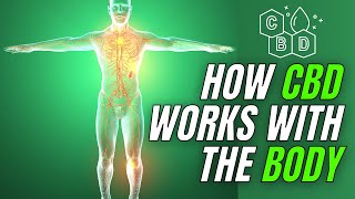 How CBD Works In The Human Body [upl. by Aneehsit]