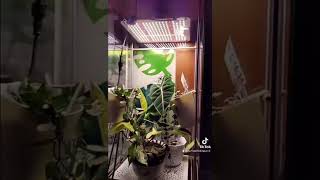 Niello 1000w led grow light [upl. by Laro]