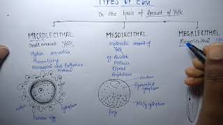 Types of egg on the basis of amount of yolk and its distribution [upl. by Nede]