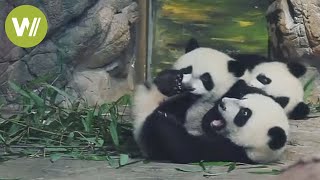 Giant panda triplets celebrate their 1st birthday [upl. by Belen]