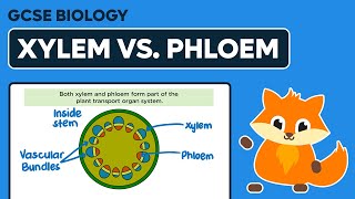 Comparing Xylem amp Phloem  GCSE Biology [upl. by Aiekat918]