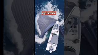 जाल में फंसी हुई शार्क मछली  shark in fishing net [upl. by Gottlieb758]