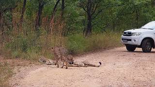 🐆 Three Cheetahs Relax on the Road and Move into the Bush  Kruger National Park 🌿 [upl. by Anairdna260]