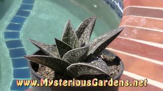 Gasteraloe Goliath  Mysterious Gardens GA0015 [upl. by Nirehtac902]