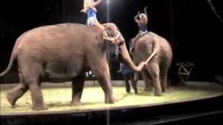 Carson amp Barnes Circus elephants Ocala Florida 5132010 [upl. by Notlrak]