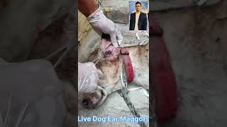 Dog Ear MaggotsDog Ke Kaan Mein Keede [upl. by Audris]