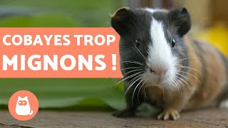 VIDÉO DE COCHONS DINDE 🐹 drôles qui jouent et adorables [upl. by Birchard556]