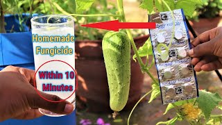 How to make fungicide within 10 minutes at home  Homemade Best Fungicide for any plants [upl. by Pat]