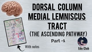 Dorsal column medial lemniscus tract  The Ascending pathway  Part  1 With PG questions [upl. by Corilla]