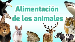 Clasificación de los animales por su alimentación  Carnívoros herbívoros omnívoros insectívoros [upl. by Adneral]