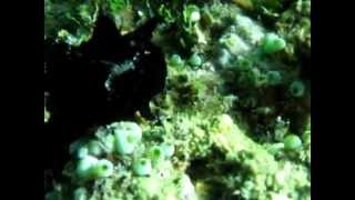 Warty frogfish black with orange spot  Antennarius maculatus [upl. by Ysteb]