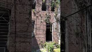 Abandoned Building in a Back Alley Covered in Vines shorts abandoned abandonedbuilding [upl. by Evoy932]