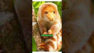 Do you know the cute rare animal CuscusClick on the description [upl. by Dilly]