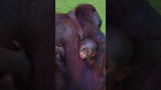 Get A Closer Look At The Adorable New Orangutan Baby [upl. by Yhtomiht408]