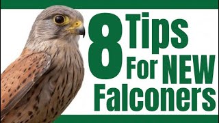 Advice for New Falconers [upl. by Hathaway]