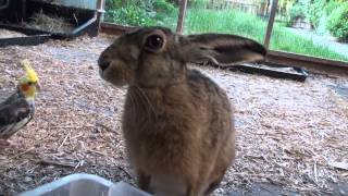 Brown Hare makes snorting sounds  latest Bambi film [upl. by Asirrac]