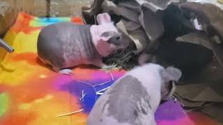 homemade guinea pig toy cavy guineapig rodent skinnypig cavylover guineapigslove [upl. by Mickelson]