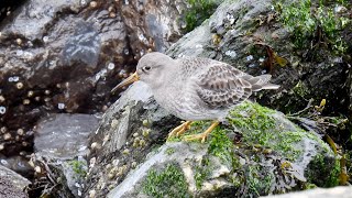 Hungry Purple Sandpipers Calling amp Feeding on Governors Island [upl. by Ericka126]