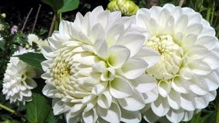 dahlia seed flowering time and more [upl. by Burchett]