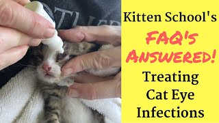 How I Treat a Kitten or Cat Eye Infection at Home [upl. by Aire]