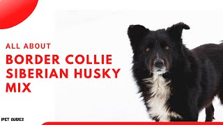 Border Collie Siberian Husky Mix Everything You Need To Know Breed [upl. by Mendive]