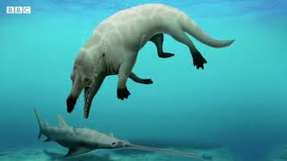 Scientists in Egypt say theyve discovered the bones of an amphibious fourlegged whale [upl. by Kamal]