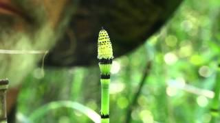 Equisetum hyemale releases spores [upl. by Madra]