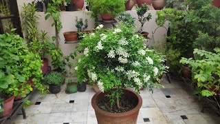 Madhukamini plant 3 variety flowers Orange jasmine Murraya paniculata kamini plant care shorts [upl. by Negiam]