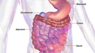 Gastrointestinal  Wikipedia audio article [upl. by Llerrot]