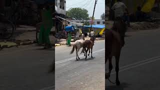 Two horses were enslaved tortured and deprived of food and water until they were exhausted horse [upl. by Now234]